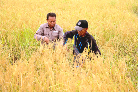 PANEN RAYA DAN GERAKAN TANAM PADI