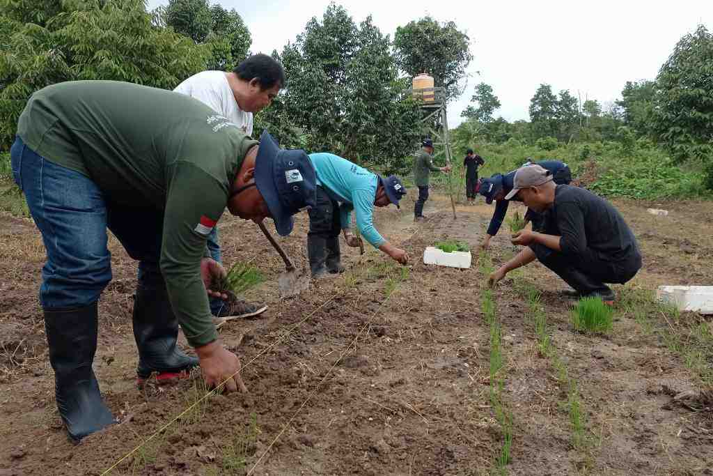 TANAM PADI DI LAHAN DISTAN BANJAR