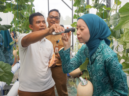 LIHAT HASIL UKUR MANIS BUAH MELON