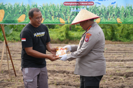 BERIKAN BIBIT JAGUNG