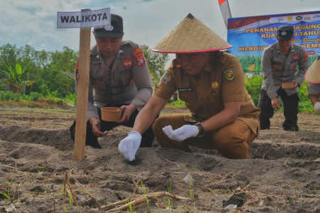 PENANAMAN JAGUNG SERENTAK 