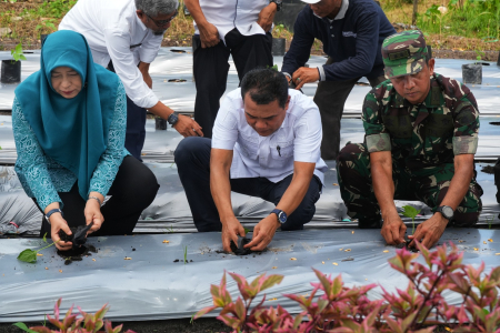 TANAM BIBIT CABAI