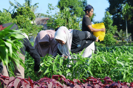 PANEN SAYURAN PEMANFAATAN LAHAN PEKARANGAN