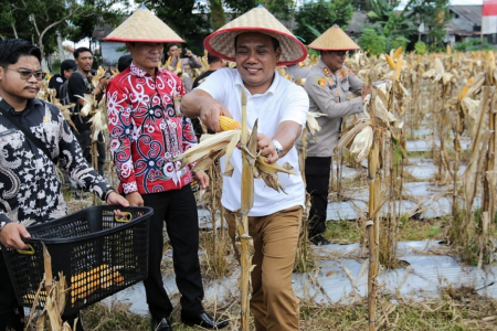 PETIK JAGUNG