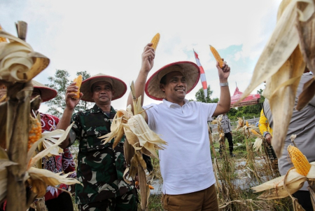 PANEN RAYA JAGUNG