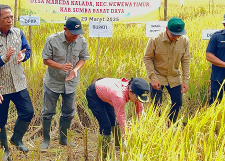 PANEN RAYA DI SUMBA BARAT DAYA