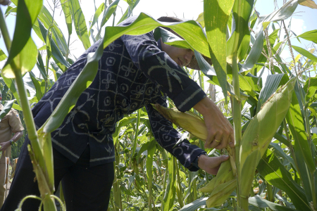 TINGKATKAN PRODUKSI PERTANIAN