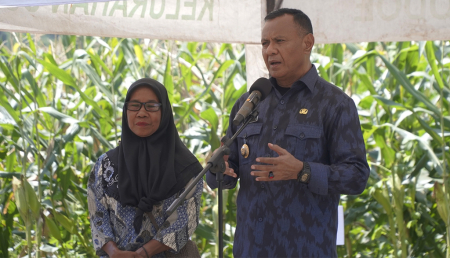 PANEN JAGUNG
