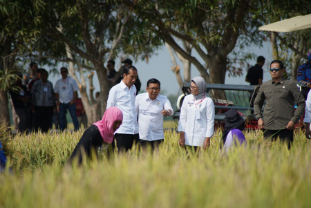 PRESIDEN JOKOWI MELIHAT PANEN PADI DI INDRAMAYU