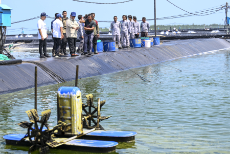 PRESIDEN TINJAU PANEN RAYA UDANG DI KEBUMEN