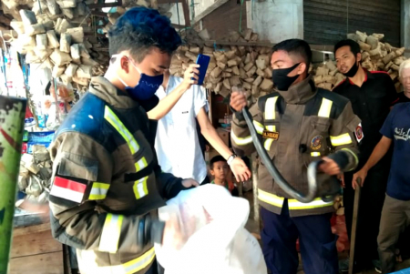 EVAKUASI ULAR KOBRA di PASAR