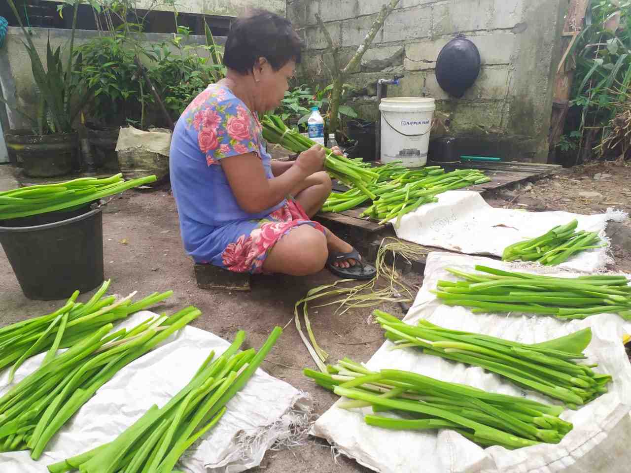 BUDI DAYA TANAMAN GENJER
