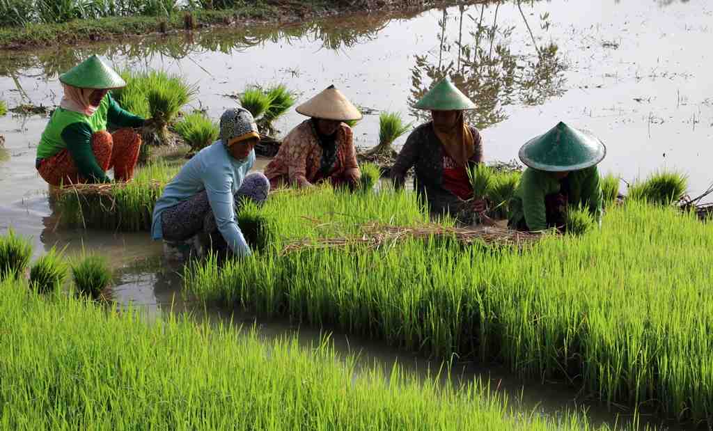 CABUT BUBIT PADI