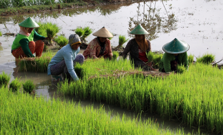 CABUT BUBIT PADI