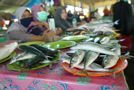 HARGA IKAN NORMAL