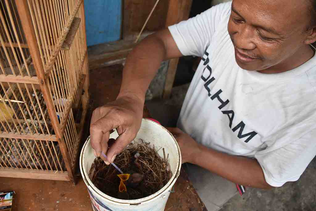 BUDIDAYA BURUNG PERLING KUMBANG