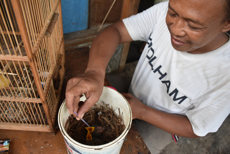 BUDIDAYA BURUNG PERLING KUMBANG