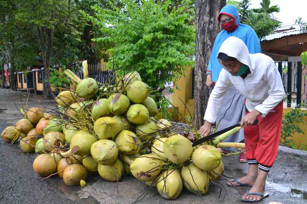 HARGA KELAPA MUDA NAIK