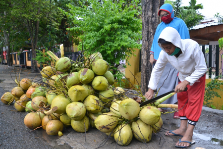 HARGA KELAPA MUDA NAIK