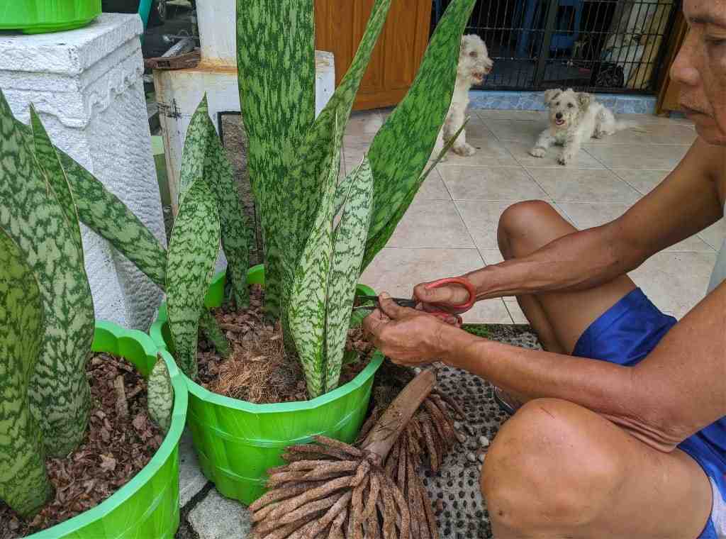 MENGGUNTING BUNGA SAWIT