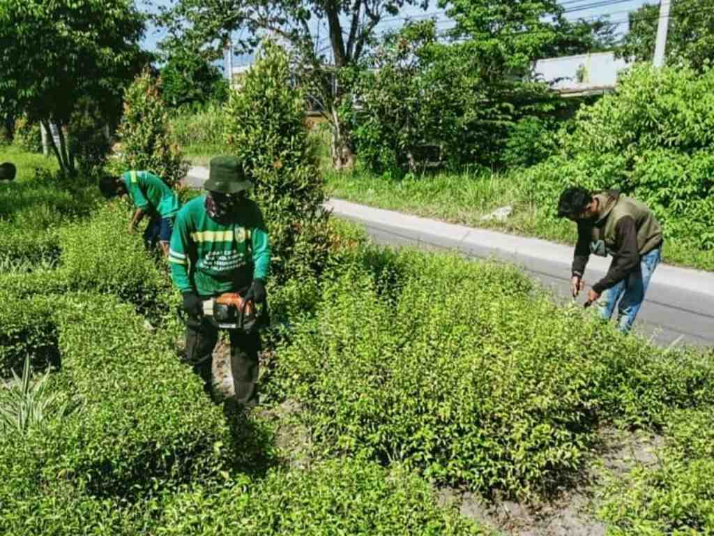 PEMANGKASAN TANAMAN