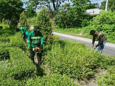 PEMANGKASAN TANAMAN