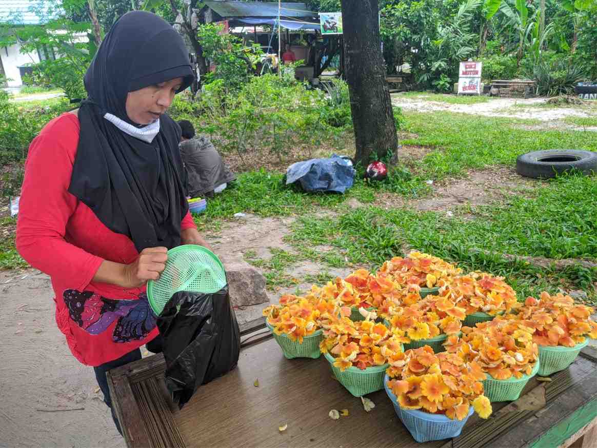 JUAL JAMUR MERAH