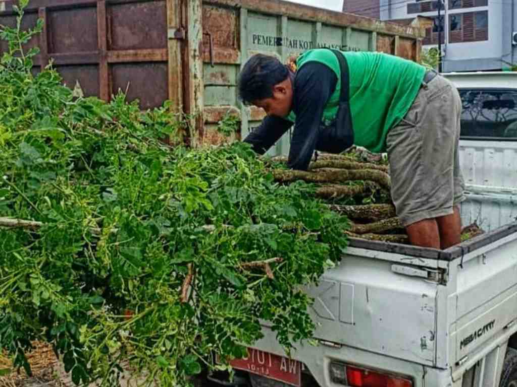ANGKUT TANAMAN TREMBESI