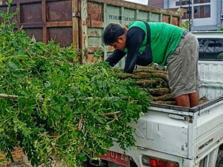 ANGKUT TANAMAN TREMBESI