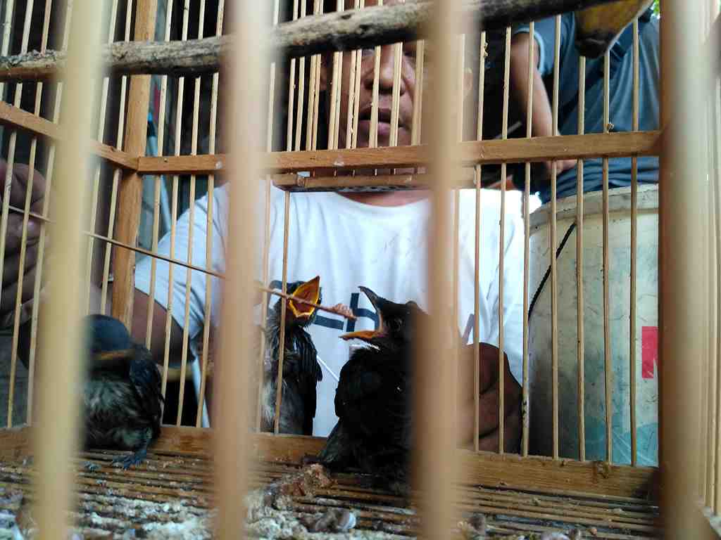 TERNAK BURUNG BAIKOLE