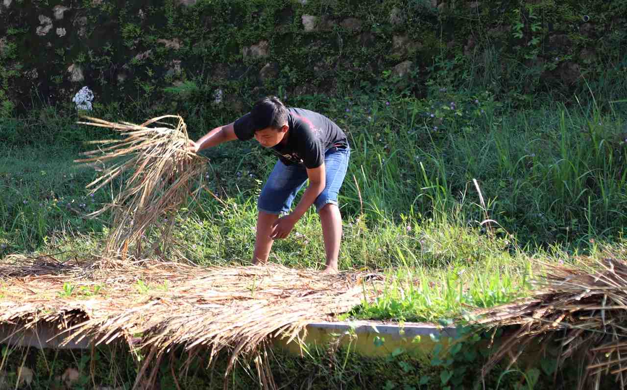 JEMUR JERAMI PADI