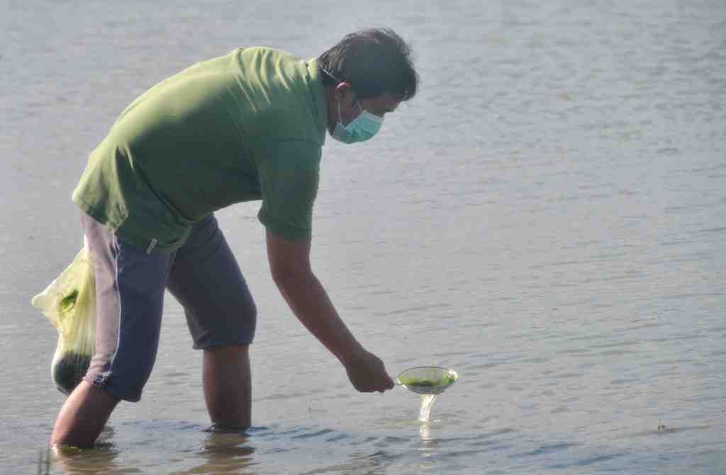 LUMUT SAWAH UNTUK MEMANCING