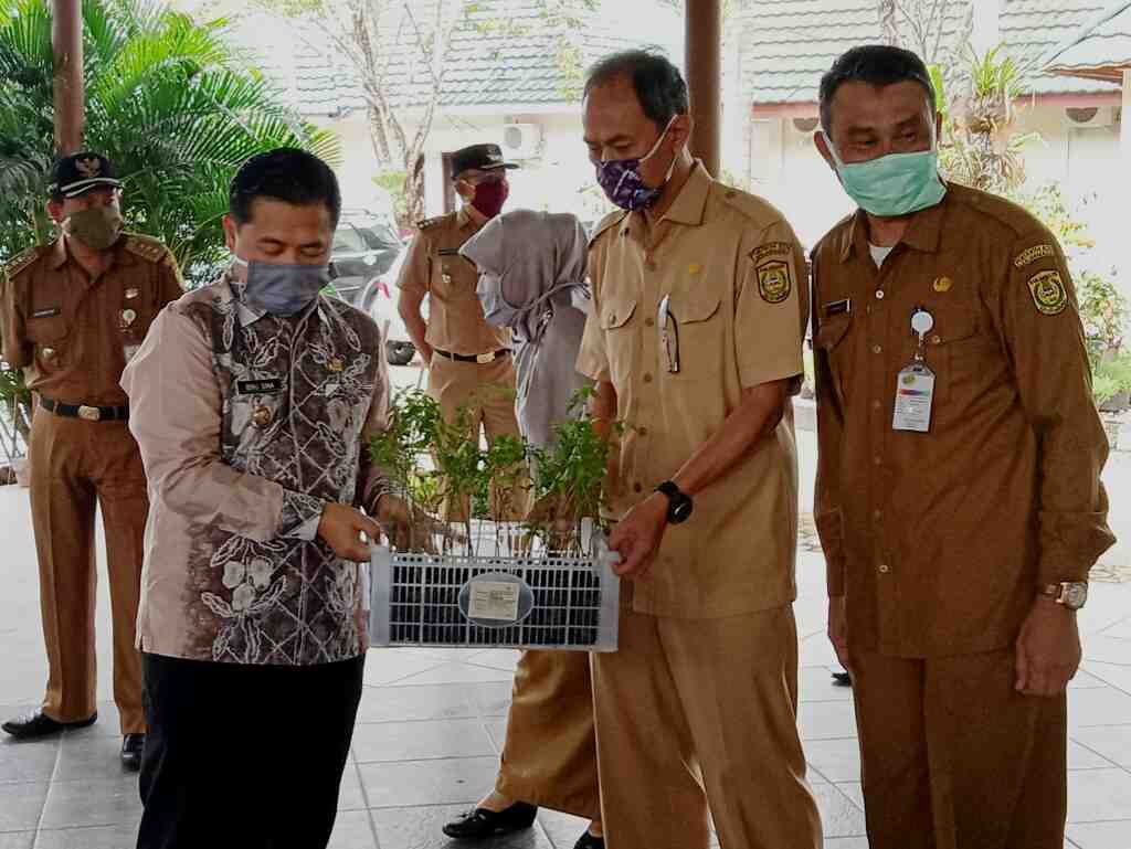 BAGIKAN BIBIT CABAI