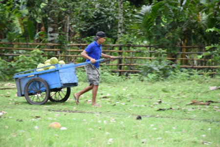 ANGKUT KELAPA MENGGUNAKAN GEROBAK