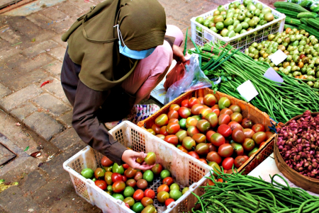 PILIH BUAH TOMAT