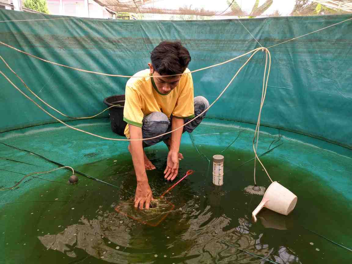 KURAS KOLAM BIOFLOK
