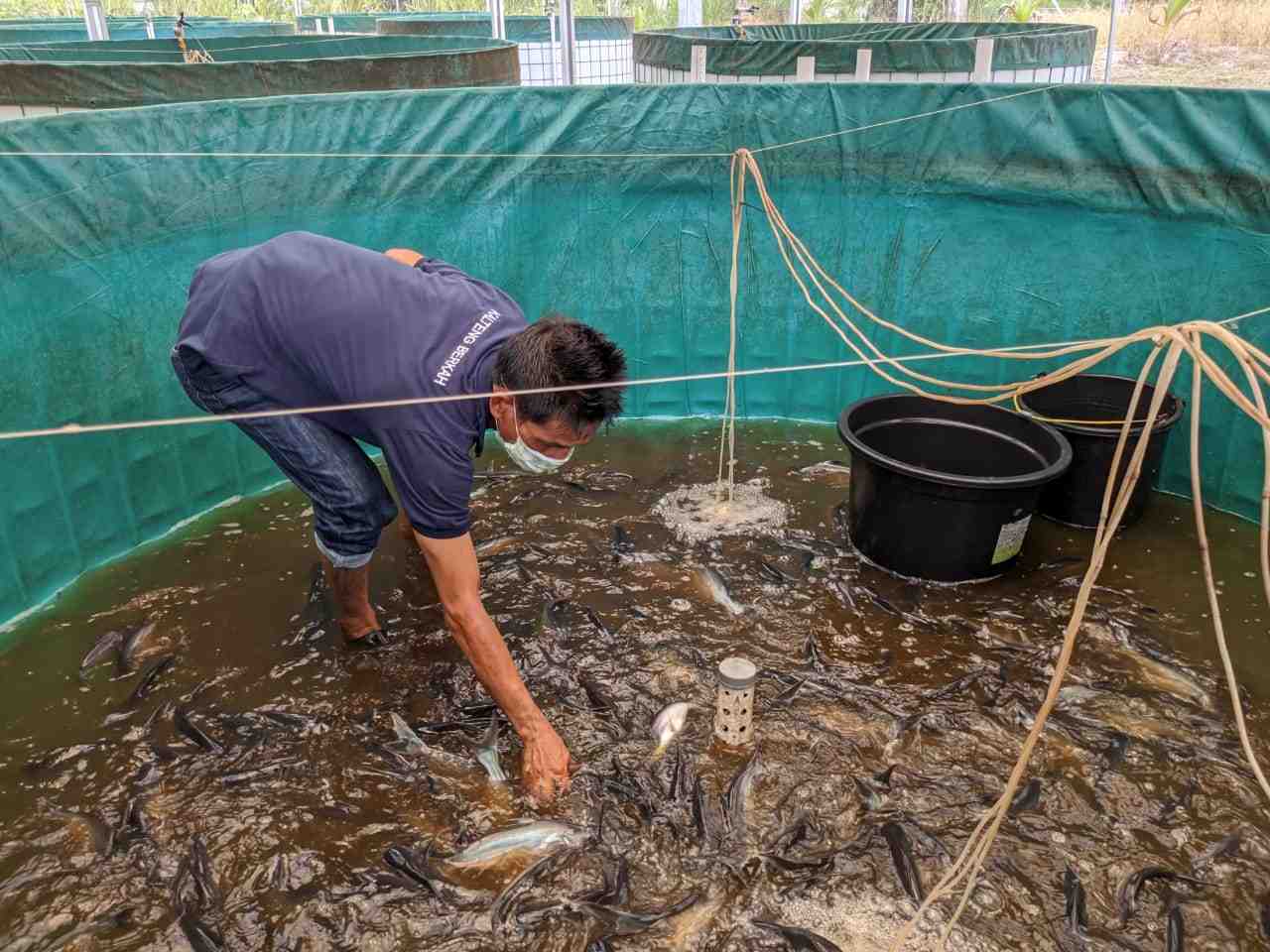 PILAH IKAN PATIN