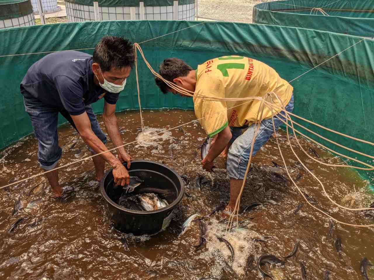 PANEN IKAN PATIN