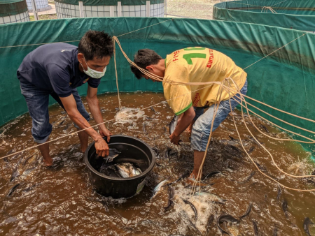 PANEN IKAN PATIN