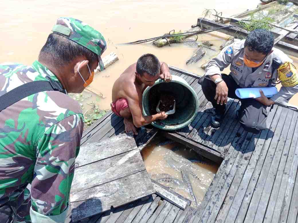 PETERNAK IKAN TOMAN