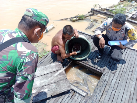PETERNAK IKAN TOMAN