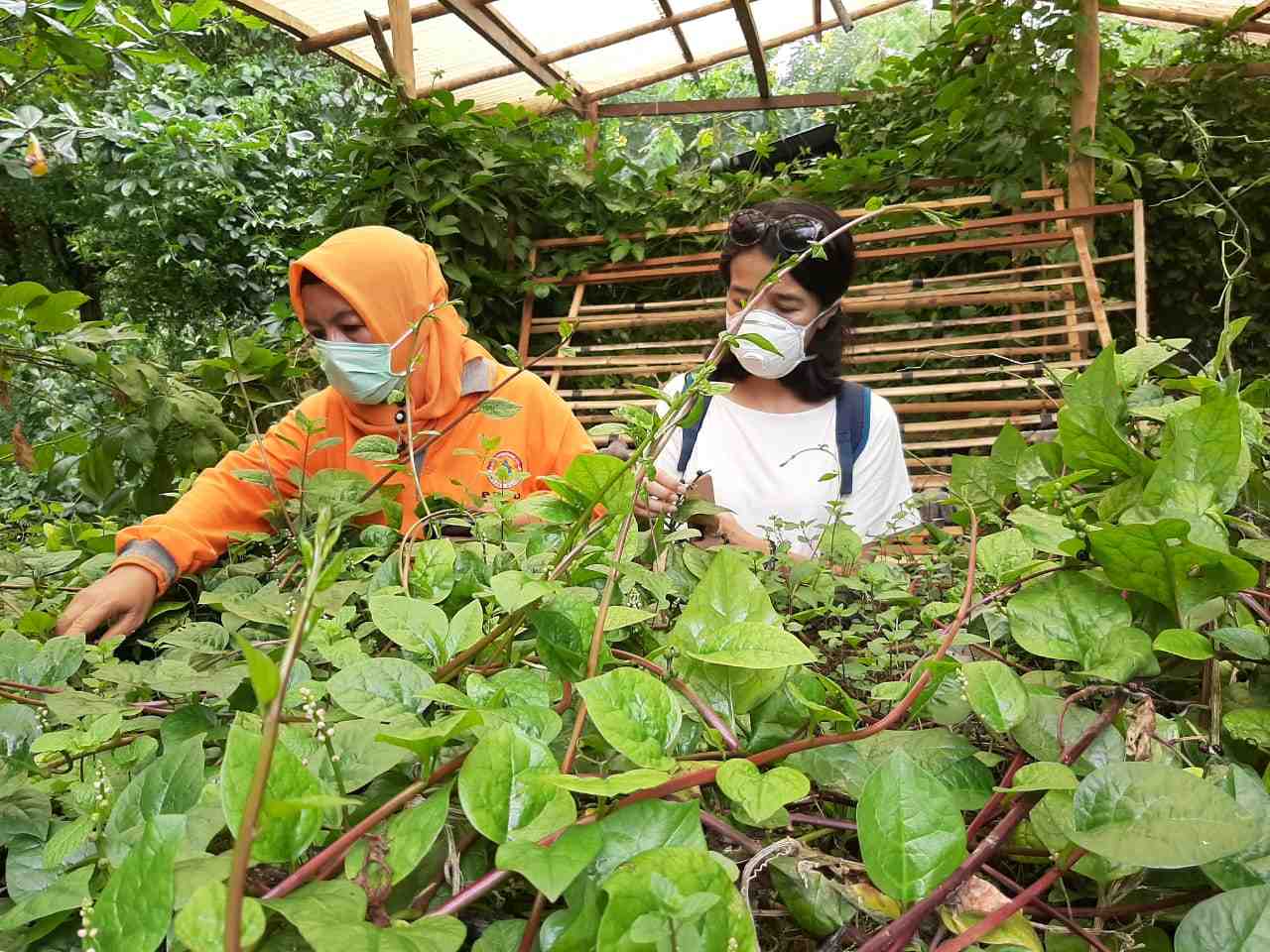 PETIK DAUN BINAHONG