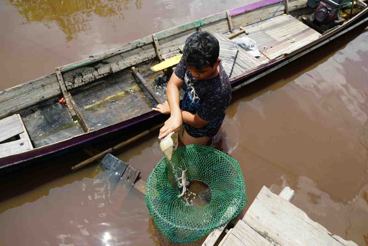 MASUKAN IKAN PANTIK