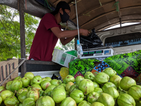 JUAL JAMBU KRISTAL