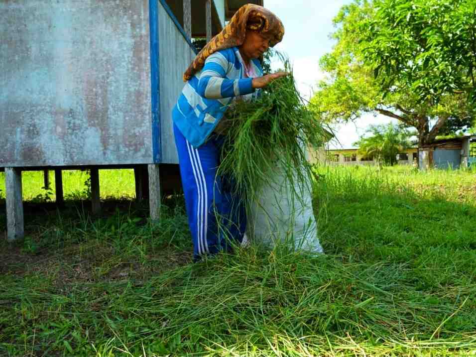 RUMPUT UNTUK PAKAN TERNAK