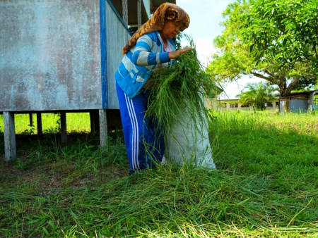 RUMPUT UNTUK PAKAN TERNAK