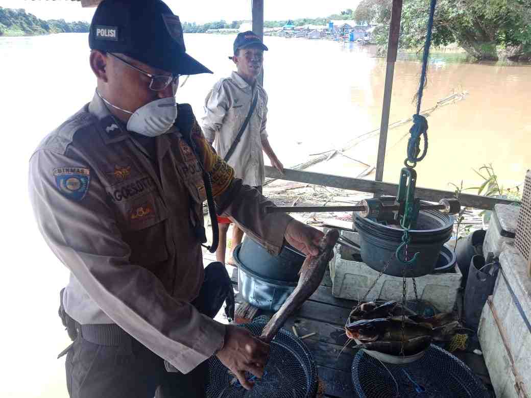  IKAN LAIS BAMBAN