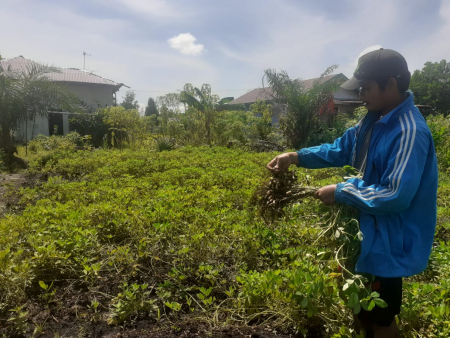 PANEN KACANG TANAH