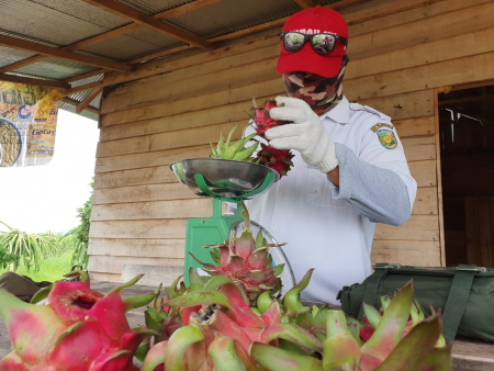 MENIMBANG BUAH NAGA