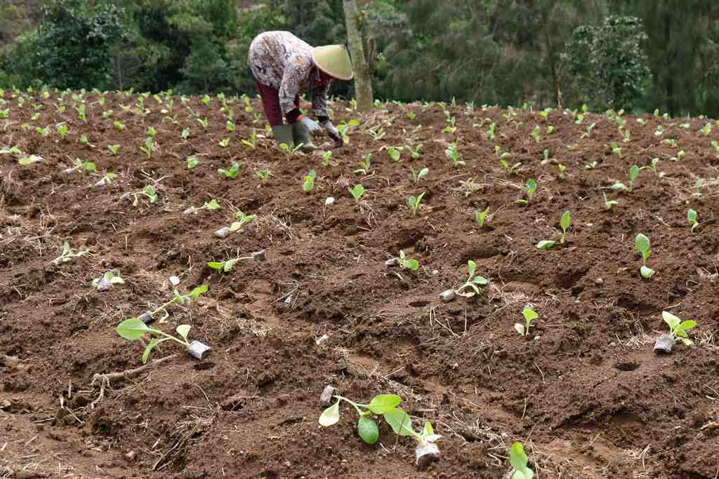 MUSIM TANAM TEMBAKAU DI TEMANGGUNG